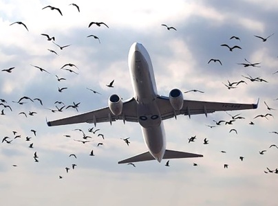 ابتكار منظومة لحماية الطائرات المدنية من الطيور