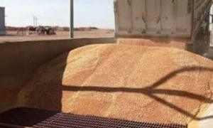 خبير تنمية مستدامة: مصر تقترب من تعزيز اكتفائها من القمح