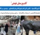 الدبح مش فوضى الضوابط القانونية لذبح الأضحية عن برلماني