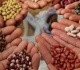 قانون الزراعة يضع ضوابط للاتجار فى التقاوى لضمان جودة البذور