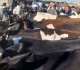 الحبس والغرامة عقوبة زاول مهنة الطب البيطري بدون تصريح التفاصيل