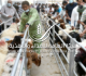 الغذاء للمستهلكين توج هوا إلى المسالخ المعتمدة وتجن بوا الذبح العشوائي