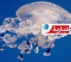 ر صد بهذه الشواطئ ظهور القنديل المنق ط بالابيض وتحذير للمواطنين