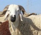 بالمناسبة حين يصبح التبعبيع رفاهية وطنية