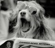 in 1960 a scruffy puppy named higgins was rescued from an animal shelter 14 years later he became one of hollywood s most beloved dogs