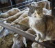 sputnik v creator warns of global cat flu pandemic