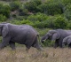 south africa moves dozens of elephants in conservation milestone
