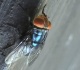 us to drop billions of flies on mexico and texas ap