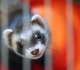 binge drinking ferrets and dogs on cocaine in 1 6trn us government waste list