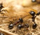 airport police arrest man with over 2 000 live ants