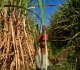 india bans sugar exports until september