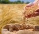 russia boosts wheat exports to kenya report