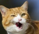 ro meow and juliet cat steals show during tragic ballet finale videos