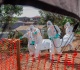dr congo facing largest ever ebola outbreak who