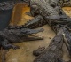 israeli court blocks crocodile prison guard plan