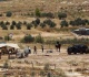 un expert urges peacekeepers in palestinian territories as settler attacks surge