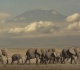 four arrested over kenya elephant deaths