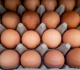 ukrainian eggs blamed for uk salmonella outbreak telegraph