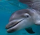 migrants accused of beating baby dolphin to death in spain video