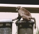 south africa rolls out baboon proof bins