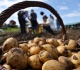 scorching summer sparks potato shortage in europe