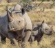 south africa sends black rhinos to botswana