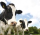 unprecedented bluetongue outbreak hits british livestock