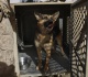 anduril s palmer luckey launches genetically engineered war dogs startup