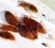 how much does bed bug treatment cost heat vs chemical pricing