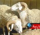 هذا موعد عيد الإضحى في تونس