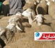 تونس ارتفاع غير مسبوق في أسعار الأضاحي يفاقم الضغوط على القدرة الشرائية قبيل عيد الأضحى 2026