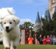 yes you can stay at disney world with your dog here s exactly how it works