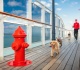 this iconic ship lets your dog cruise to europe in total comfort