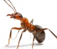 ant control 101 how to get rid of sugar ants carpenter ants and fire ants