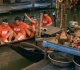 did ct really throw the eating challenge on the challenge to protect cara maria last week
