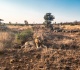 you can now take a 5 day african safari in the middle of this epic new cruise
