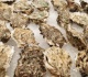 salmonella outbreak prompts recall of oysters sold in 15 states