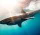 every birth month has a shark that matches its energy here s yours