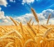 موسم وفير يقلب التوقعات ماذا يحدث في سلة الغذاء الأولى