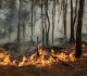 photos wildfires ravage historic forest near paris