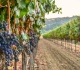 the new cost that crushes struggling napa grape growers