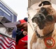 california s doggone voting disaster reveals a loophole lawmakers can t ignore