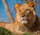 busch gardens ta bay unveils huge new savanna for 5 lion brothers