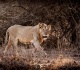 india s lion numbers soar why are some conservationists worried