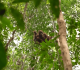 eight orangutans find new forest home in indonesia after wildfire rescue