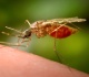 third person dies from malaria in cluster near germany s frankfurt airport