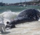 why the iran war is threatening whales near south africa