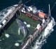 timmy the humpback whale escapes to the north sea