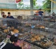 vietnam police rescue more than 400 cats from animal theft crime ring