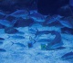 shark predicts winning start for brazil at fifa world cup